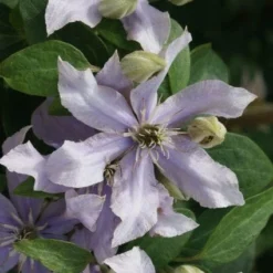 Bosrank (Clematis 'Justa') -Tuin Puur Verkoop 20120211142323 1