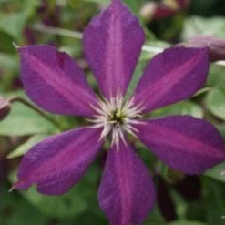 Bosrank (Clematis 'Mikelite') -Tuin Puur Verkoop 20120211142737 1