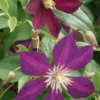 Bosrank (Clematis 'Mikelite') 1 Bosrank (Clematis 'Mikelite') -Tuin Puur Verkoop 20120211142757 1