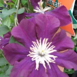 Bosrank (Clematis Viticella) 9 Bosrank (Clematis Viticella) -Tuin Puur Verkoop 20120211151041 1