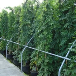 Blauwe Regen (Wisteria Sinensis) 15 Blauwe Regen (Wisteria Sinensis) -Tuin Puur Verkoop 20120213094040 13