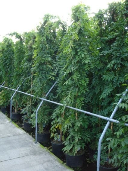 Blauwe Regen (Wisteria Sinensis) 8 Blauwe Regen (Wisteria Sinensis) - Afbeelding 6