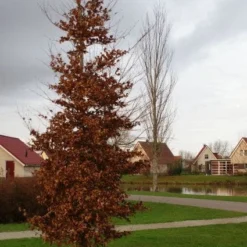 Beukenboom (Fagus Sylvatica) 19 Beukenboom (Fagus Sylvatica) -Tuin Puur Verkoop 20120213132201 16