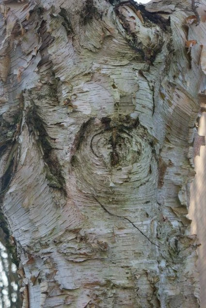 Ruwe Berk (Betula Pendula) 4 Ruwe Berk (Betula Pendula) - Afbeelding 2