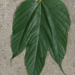 Witte Moerbei (Morus Alba) 30 Witte Moerbei (Morus Alba) -Tuin Puur Verkoop 20120213153034 11