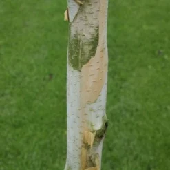 Witte Berk (Betula Utilis 'Doorenbos') -Tuin Puur Verkoop 20120213154705 14