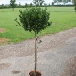 Echte Laurier Op Stam (Laurus Nobilis) -Tuin Puur Verkoop 20120213163018 4