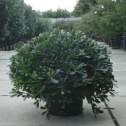 Australische Laurier (Pittosporum Tobira 'Nanum') -Tuin Puur Verkoop 20120213163910 8