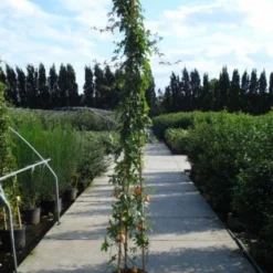 Passiebloem (Passiflora Caerulea) 14 Passiebloem (Passiflora Caerulea) -Tuin Puur Verkoop 20120214131255 6