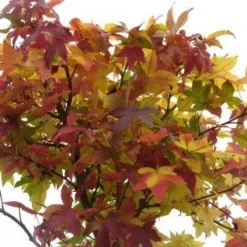 Amberboom (Liquidambar 'Gum Ball') 28 Amberboom (Liquidambar 'Gum Ball') -Tuin Puur Verkoop 20120214132928 10