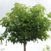 Amberboom (Liquidambar 'Gum Ball') 1 Amberboom (Liquidambar 'Gum Ball') -Tuin Puur Verkoop 20120214133029 10