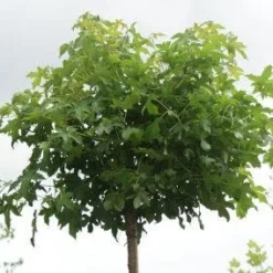 Amberboom (Liquidambar 'Gum Ball')