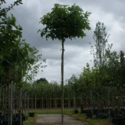 Amberboom (Liquidambar 'Gum Ball') 23 Amberboom (Liquidambar 'Gum Ball') -Tuin Puur Verkoop 20120214133049 10