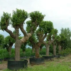 Witte Moerbei (Morus Alba) 25 Witte Moerbei (Morus Alba) -Tuin Puur Verkoop 20120214140206 11