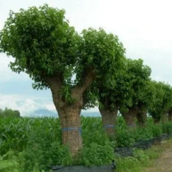 Witte Moerbei (Morus Alba) 27 Witte Moerbei (Morus Alba) -Tuin Puur Verkoop 20120214140222 11