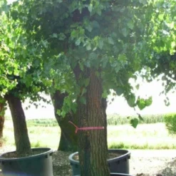 Witte Moerbei (Morus Alba) 24 Witte Moerbei (Morus Alba) -Tuin Puur Verkoop 20120214140237 11