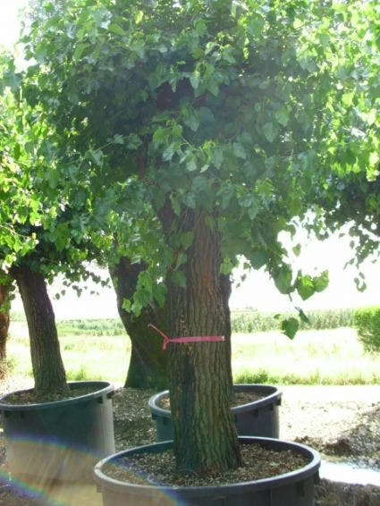 Witte Moerbei (Morus Alba) 5 Witte Moerbei (Morus Alba) - Afbeelding 3