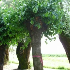 Witte Moerbei (Morus Alba) 28 Witte Moerbei (Morus Alba) -Tuin Puur Verkoop 20120214140252 11