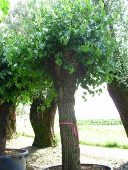 Witte Moerbei (Morus Alba) 9 Witte Moerbei (Morus Alba) - Afbeelding 7