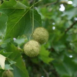 Plataan (Platanus Hispanica) 14 Plataan (Platanus Hispanica) -Tuin Puur Verkoop 20120214142531 13