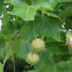 Plataan (Platanus Hispanica) 13 Plataan (Platanus Hispanica) -Tuin Puur Verkoop 20120214142551 13