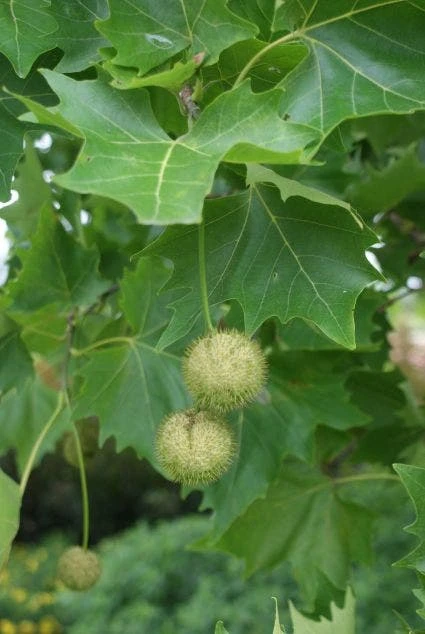 Plataan (Platanus Hispanica) 6 Plataan (Platanus Hispanica) - Afbeelding 4