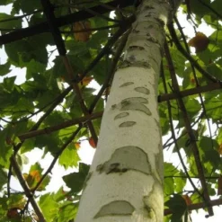 Plataan (Platanus Hispanica) 12 Plataan (Platanus Hispanica) -Tuin Puur Verkoop 20120214142613 13