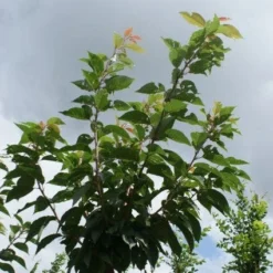 Japanse Sierkers (Prunus Serrulata 'Kanzan') 13 Japanse Sierkers (Prunus Serrulata 'Kanzan') -Tuin Puur Verkoop 20120214142932 16