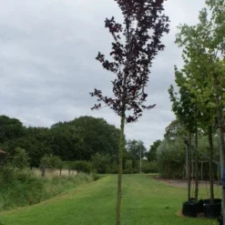 Rode Kerspruim Als Boom (Prunus Cerasifera 'Nigra') 14 Rode Kerspruim Als Boom (Prunus Cerasifera 'Nigra') -Tuin Puur Verkoop 20120214143020 16