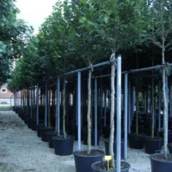 Beverboom (Magnolia Kobus) 17 Beverboom (Magnolia Kobus) -Tuin Puur Verkoop 20120214144339 19