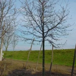 Beverboom (Magnolia Kobus) 16 Beverboom (Magnolia Kobus) -Tuin Puur Verkoop 20120214144416 19