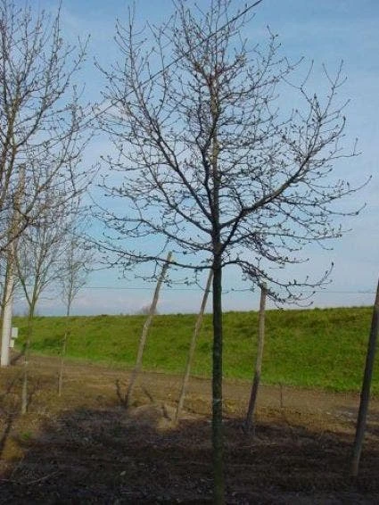 Beverboom (Magnolia Kobus) 8 Beverboom (Magnolia Kobus) - Afbeelding 6