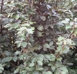 Rode Beukenboom (Fagus Sylvatica 'Atropunicea' ) 9 Rode Beukenboom (Fagus Sylvatica 'Atropunicea' ) -Tuin Puur Verkoop 20120214154608 18