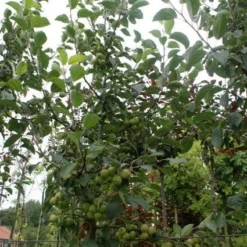 Sierappel (Malus 'Golden Hornet') -Tuin Puur Verkoop 20120214155108 12