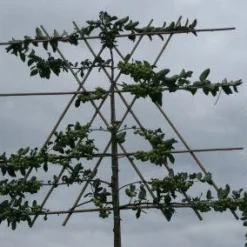 Sierappel Als Leiboom (Malus 'Evereste') 12 Sierappel Als Leiboom (Malus 'Evereste') -Tuin Puur Verkoop 20120214155851 8