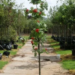 Gewone Lijsterbes (Sorbus Aucuparia) -Tuin Puur Verkoop 20120214155946 6