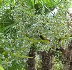 Winterharde Palm (Trachycarpus Fortunei) 12 Winterharde Palm (Trachycarpus Fortunei) -Tuin Puur Verkoop 20120214160104 14