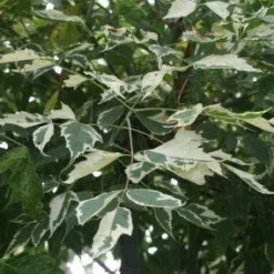 Vederesdoorn Als Boom (Acer Negundo 'Flamingo') 9 Vederesdoorn Als Boom (Acer Negundo 'Flamingo') -Tuin Puur Verkoop 20120215154305 11