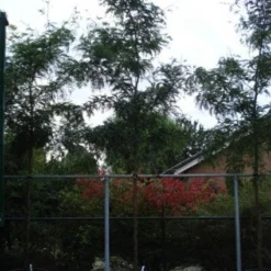 Geelbladige Christusdoorn (Gleditsia Triacanthos 'Sunburst') -Tuin Puur Verkoop 20120217133230 13