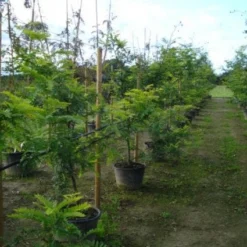 Geelbladige Christusdoorn (Gleditsia Triacanthos 'Sunburst') -Tuin Puur Verkoop 20120217133345 35 7