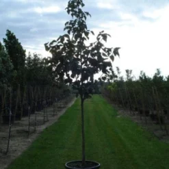 Zakdoekjesboom (Davidia Involucrata) 10 Zakdoekjesboom (Davidia Involucrata) -Tuin Puur Verkoop 20120217140527 5