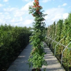 Trompetbloem (Campsis Tagliabuana 'Mme Galen') 15 Trompetbloem (Campsis Tagliabuana 'Mme Galen') -Tuin Puur Verkoop 20120218105251 9