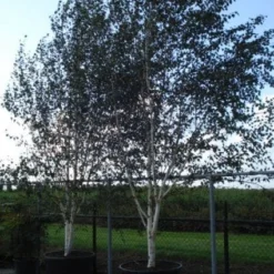 Witte Berk (Betula Utilis 'Doorenbos') -Tuin Puur Verkoop 20120218105955 14