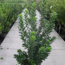 Aardbeiboom Als Struik (Arbutus Unedo) 14 Aardbeiboom Als Struik (Arbutus Unedo) -Tuin Puur Verkoop 20120218111141 7