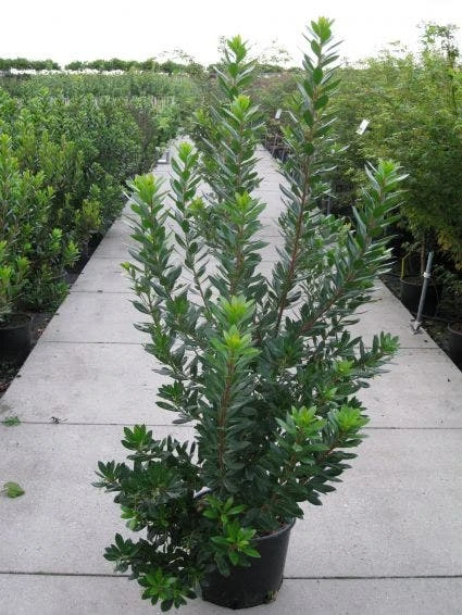 Aardbeiboom Als Struik (Arbutus Unedo) 8 Aardbeiboom Als Struik (Arbutus Unedo) - Afbeelding 6