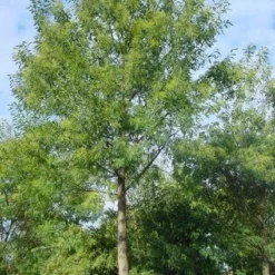 Mimosa Als Boom (Acacia Dealbata) 12 Mimosa Als Boom (Acacia Dealbata) -Tuin Puur Verkoop 20120219160954 6