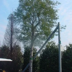 Mimosa Als Boom (Acacia Dealbata) 13 Mimosa Als Boom (Acacia Dealbata) -Tuin Puur Verkoop 20120219161040 6