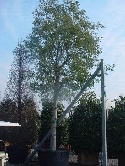 Mimosa Als Boom (Acacia Dealbata) 8 Mimosa Als Boom (Acacia Dealbata) - Afbeelding 6