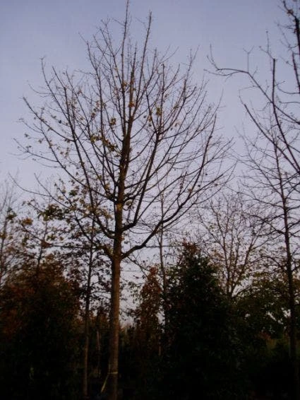 Spaanse Aak (Acer Campestre) 4 Spaanse Aak (Acer Campestre) - Afbeelding 2