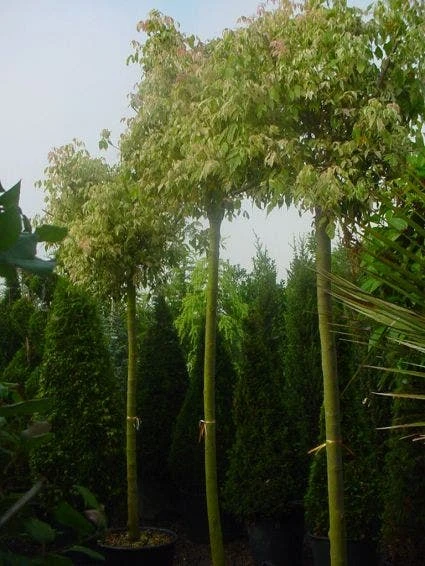 Vederesdoorn Als Boom (Acer Negundo 'Flamingo') 4 Vederesdoorn Als Boom (Acer Negundo 'Flamingo') - Afbeelding 2